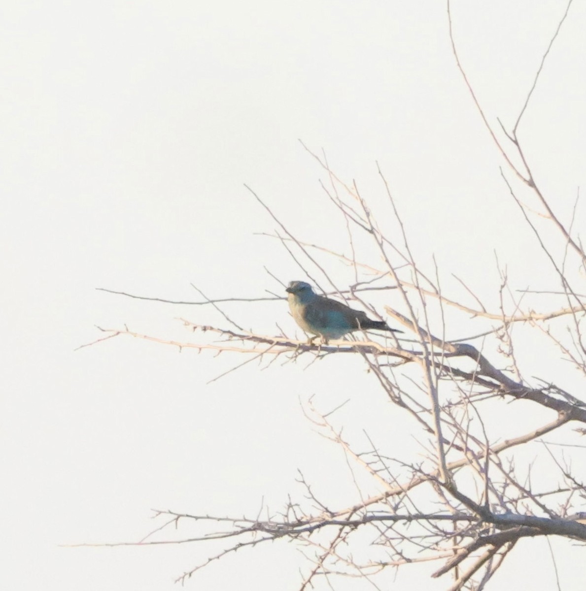 European Roller - ML642027467