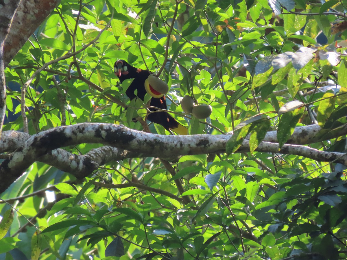 Montezuma Oropendola - ML642027468