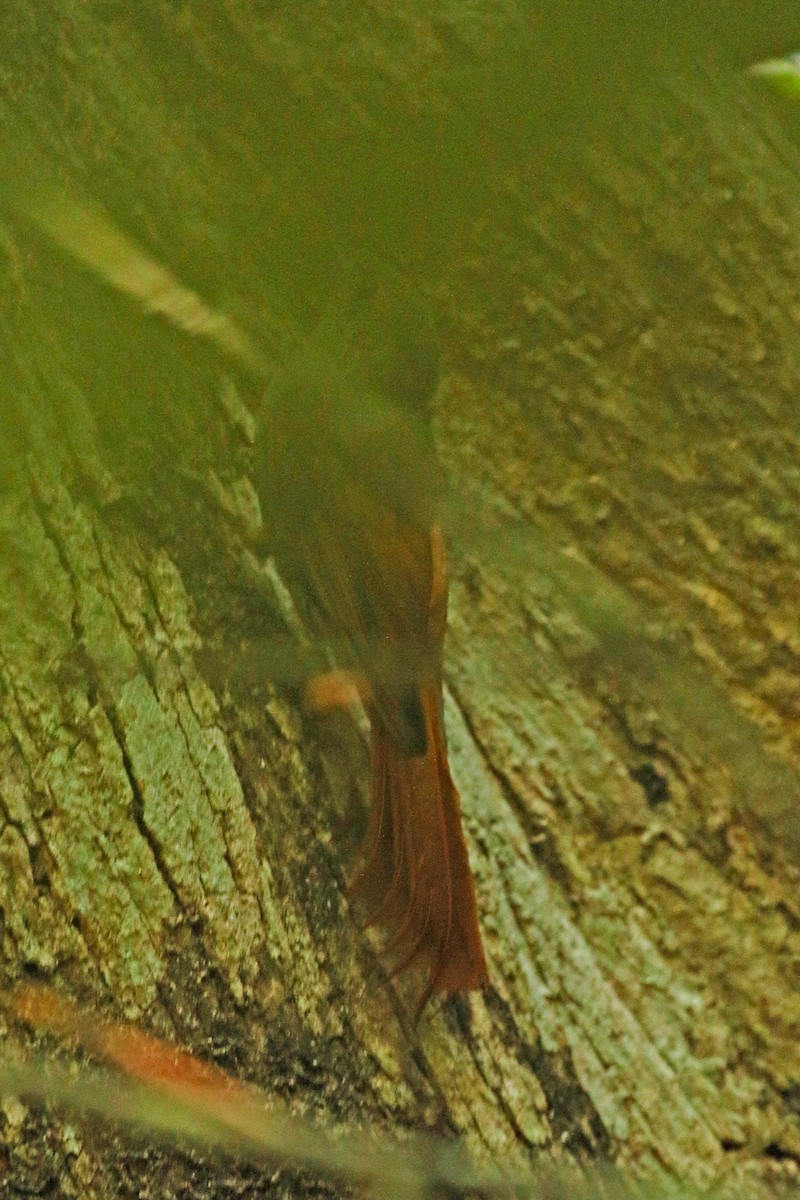 Ruddy Woodcreeper - ML642027469