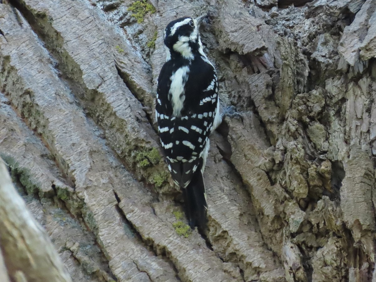 Hairy Woodpecker - ML642027470