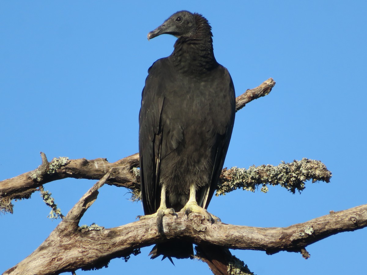 Black Vulture - ML642027471