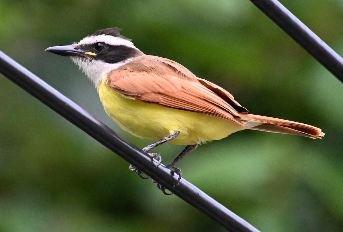 Great Kiskadee - ML642027472
