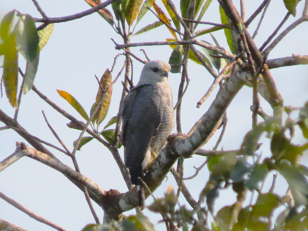 Gray-lined Hawk - ML642027475