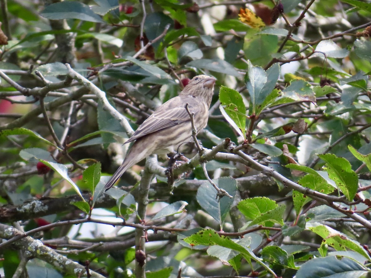 House Finch - ML642027477