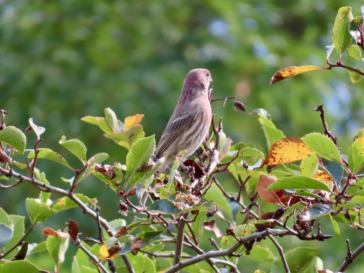 House Finch - ML642027478