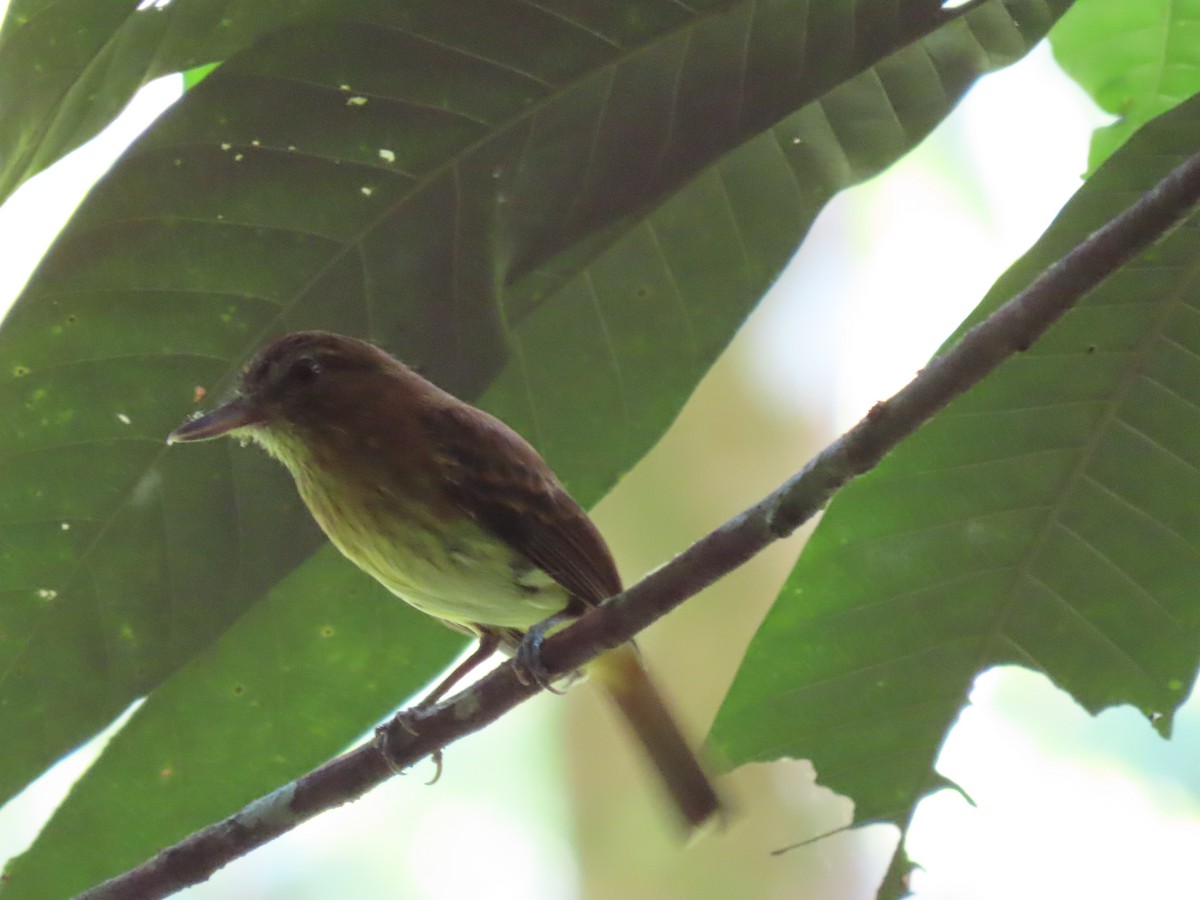 Bright-rumped Attila - ML642027486