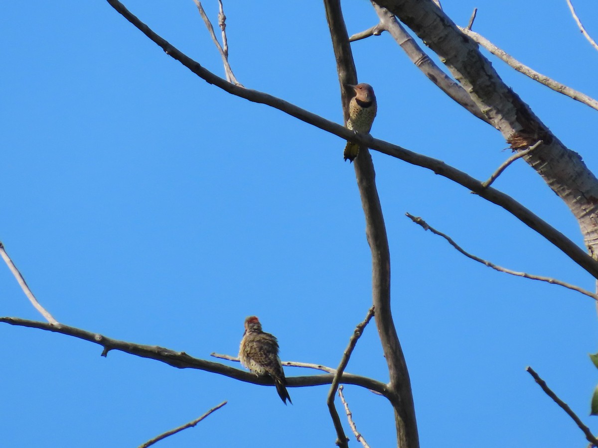 Northern Flicker - ML642027491