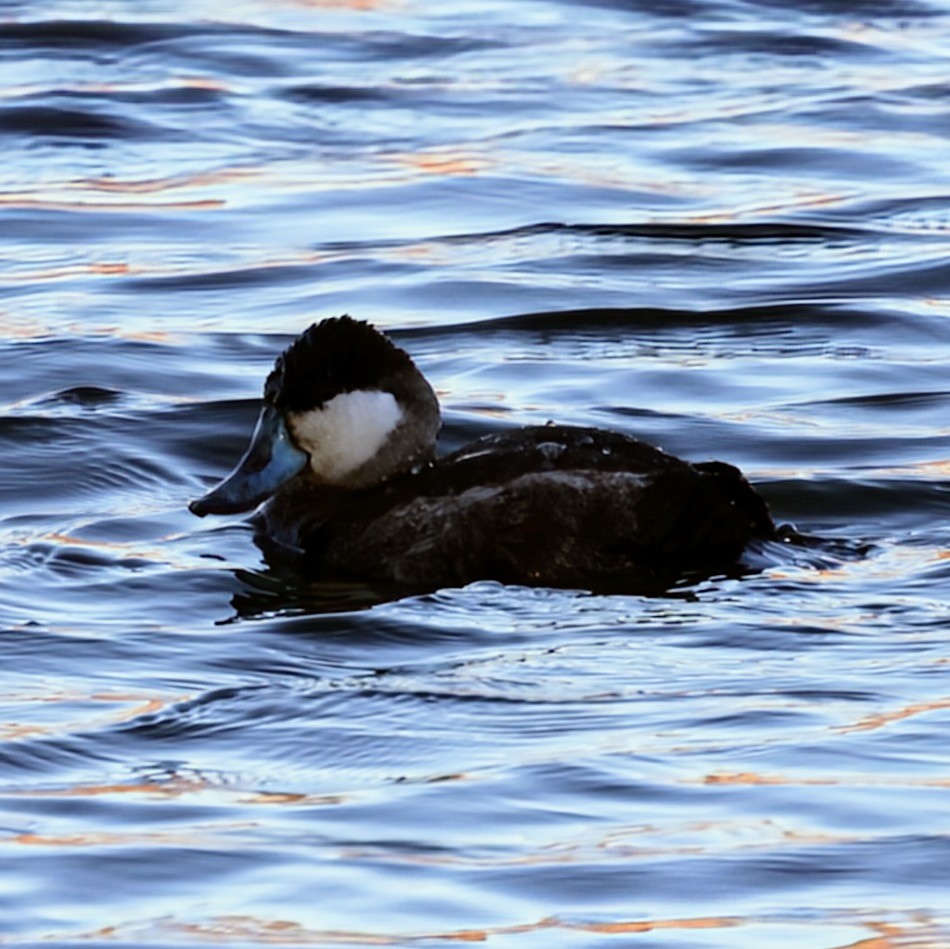 Ruddy Duck - ML642027492