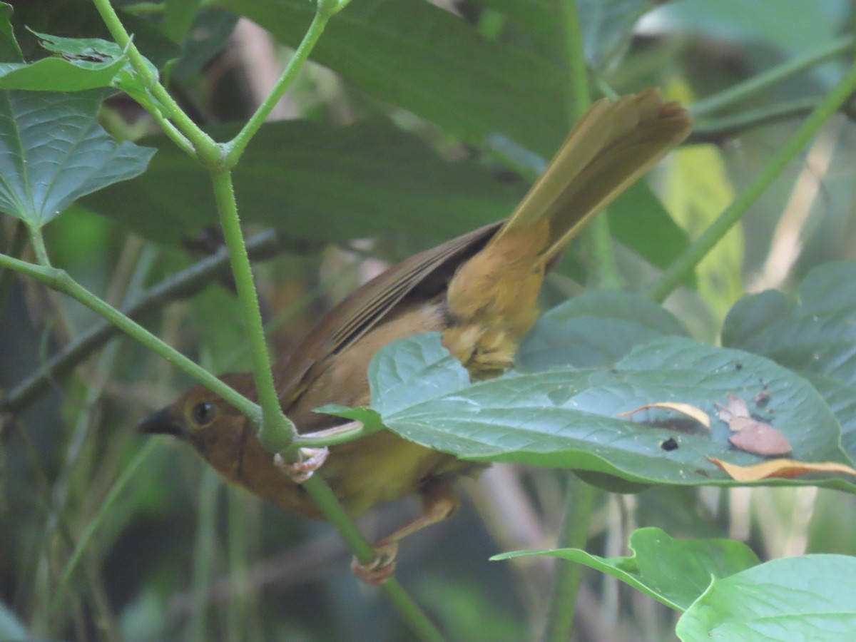 Red-throated Ant-Tanager - ML642027493