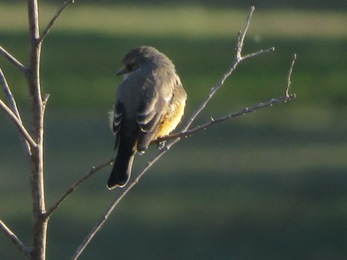 Vermilion Flycatcher - ML642027494