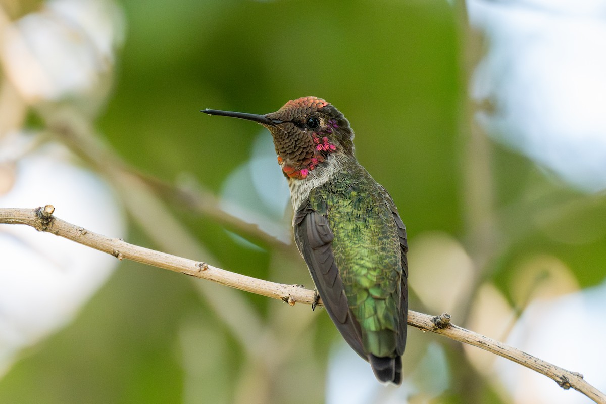 Anna's Hummingbird - ML642027495