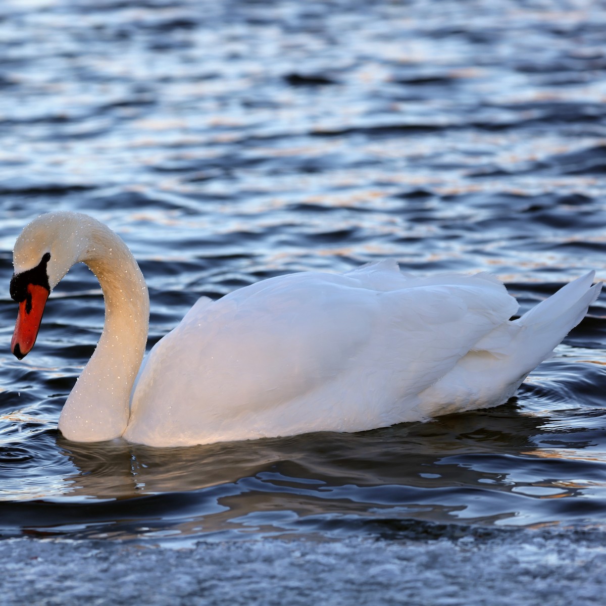 Mute Swan - ML642027496
