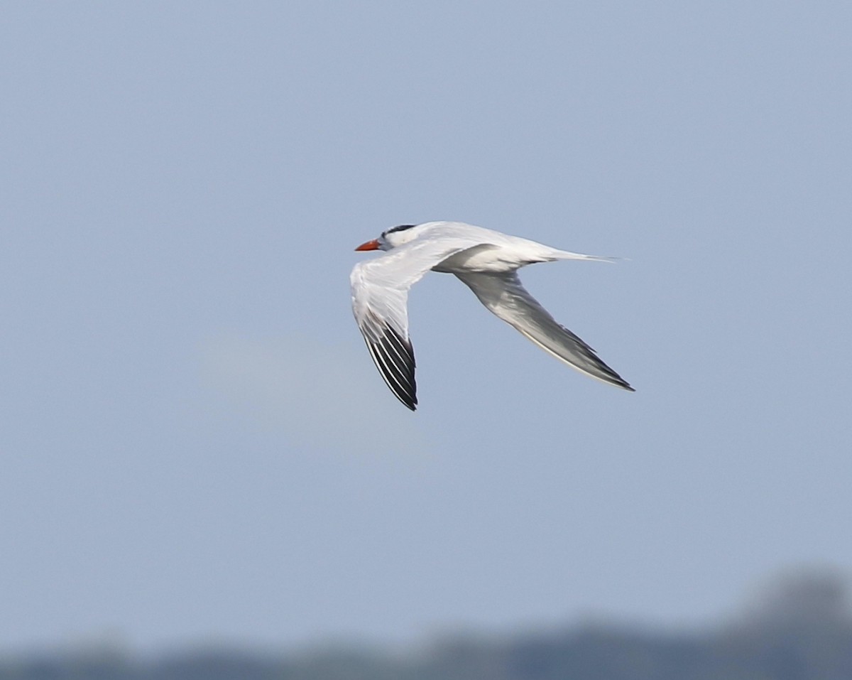 Royal Tern - ML642027497