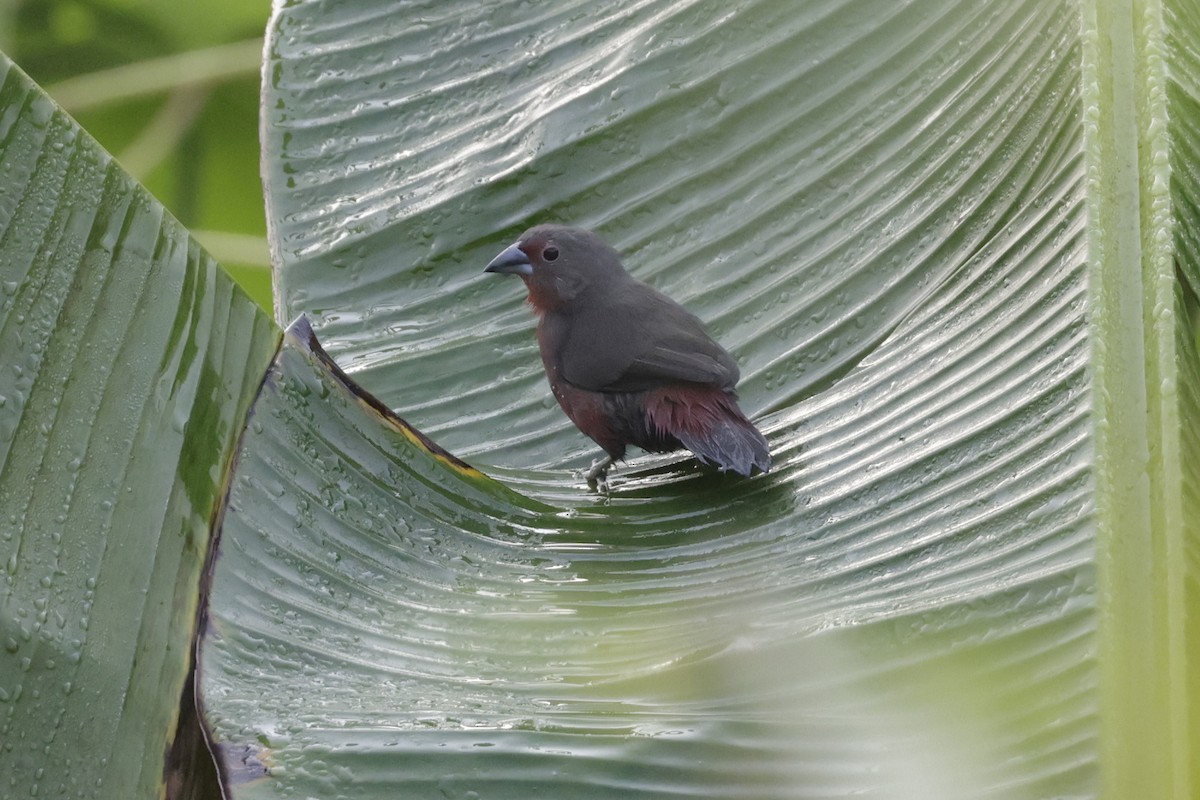 African Firefinch - ML642027498