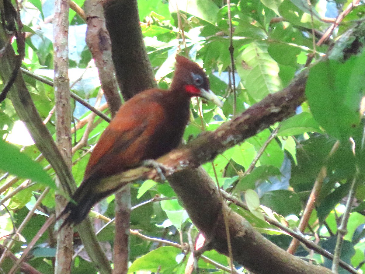Chestnut Woodpecker - ML642027502