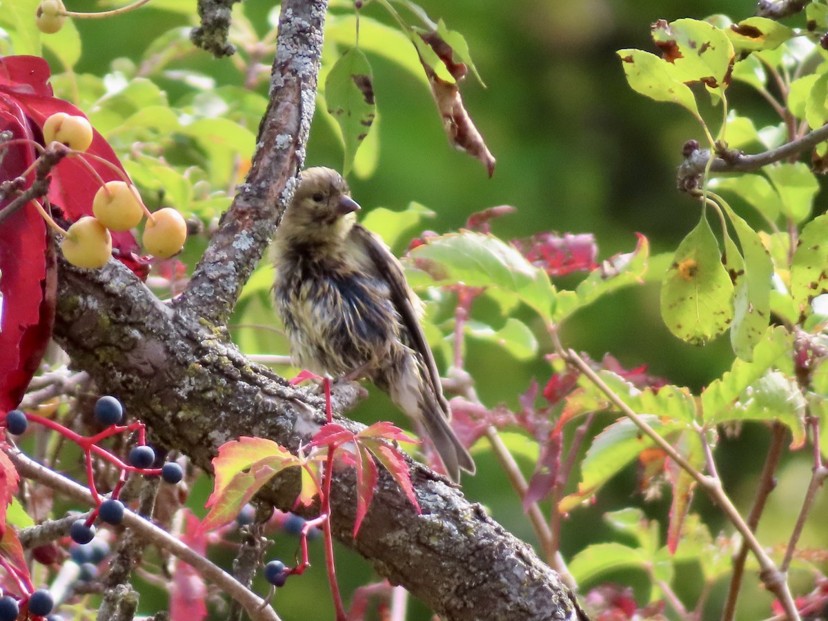 American Goldfinch - ML642027505