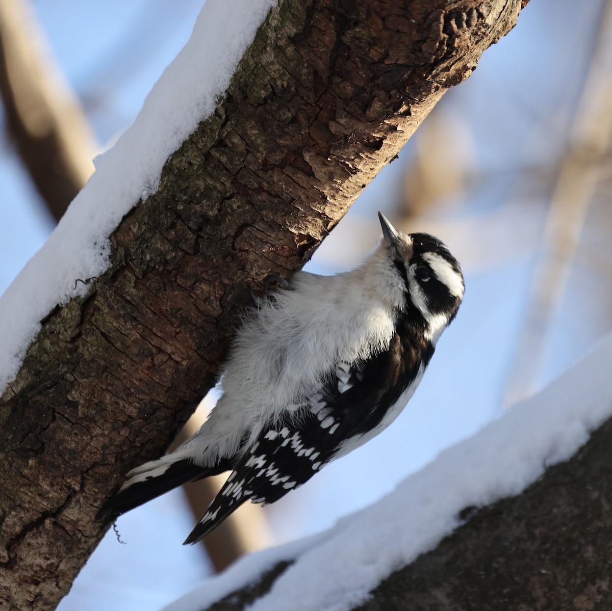 Downy Woodpecker - ML642027516