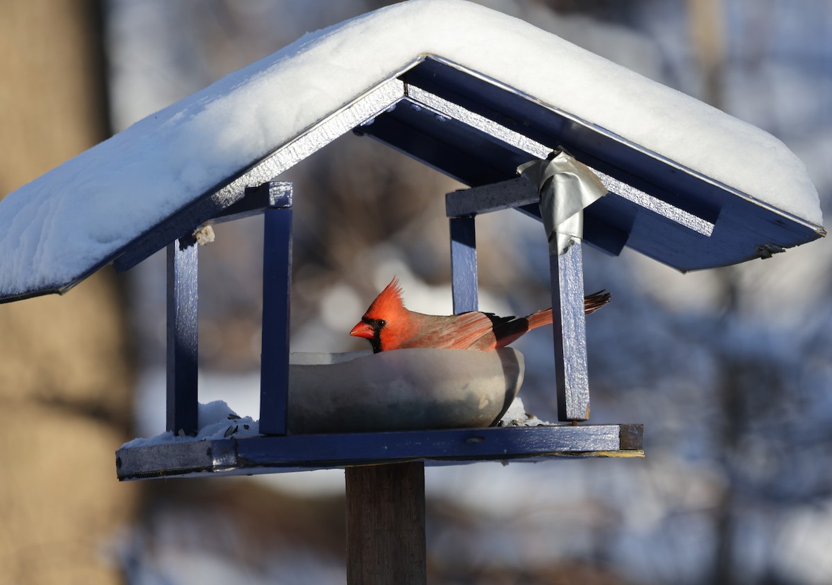 Northern Cardinal - ML642027526