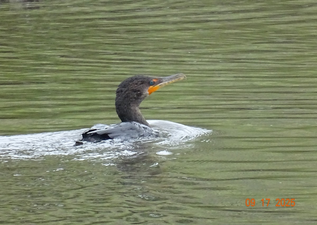 Double-crested Cormorant - ML642027535