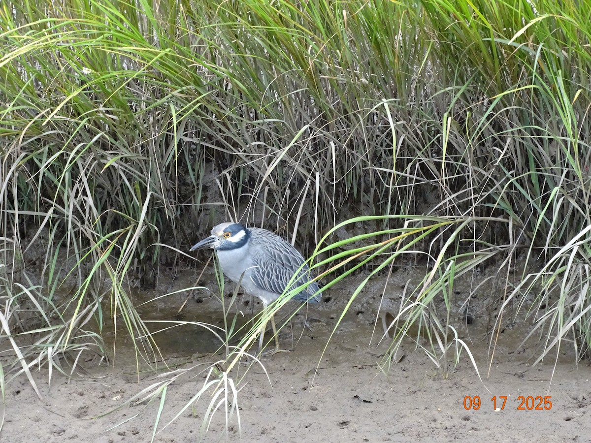 Yellow-crowned Night Heron - ML642027541