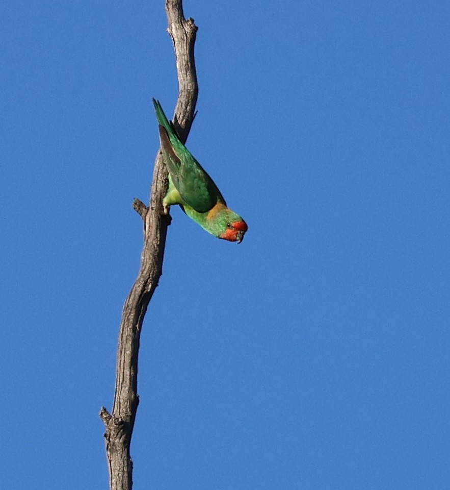 Little Lorikeet - ML642027543