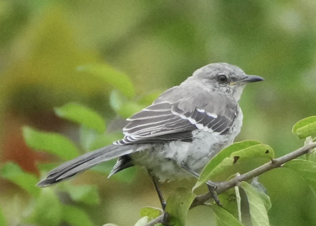 Northern Mockingbird - ML642027544