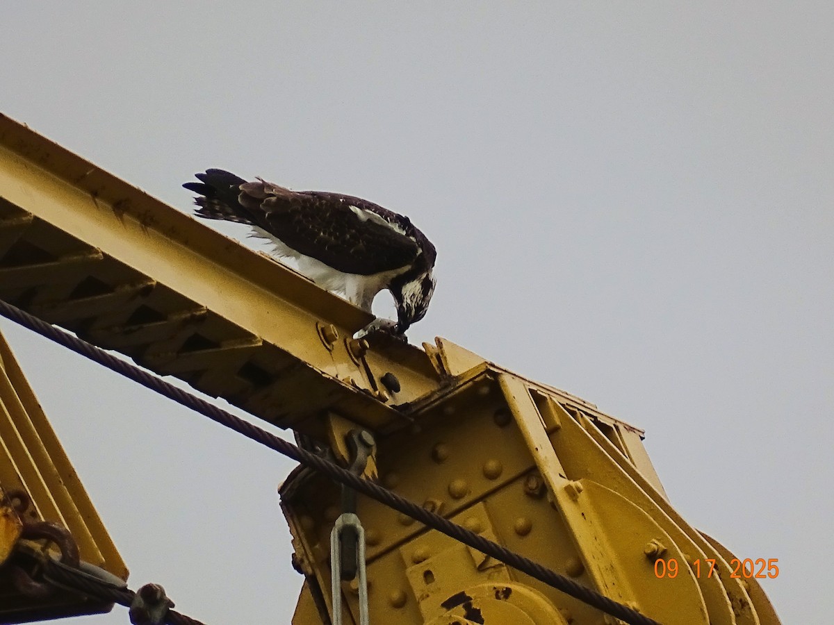 Osprey - ML642027545