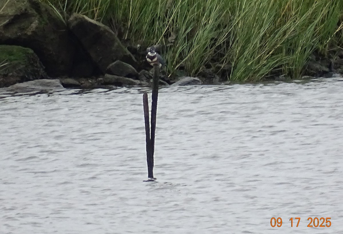 Belted Kingfisher - ML642027548