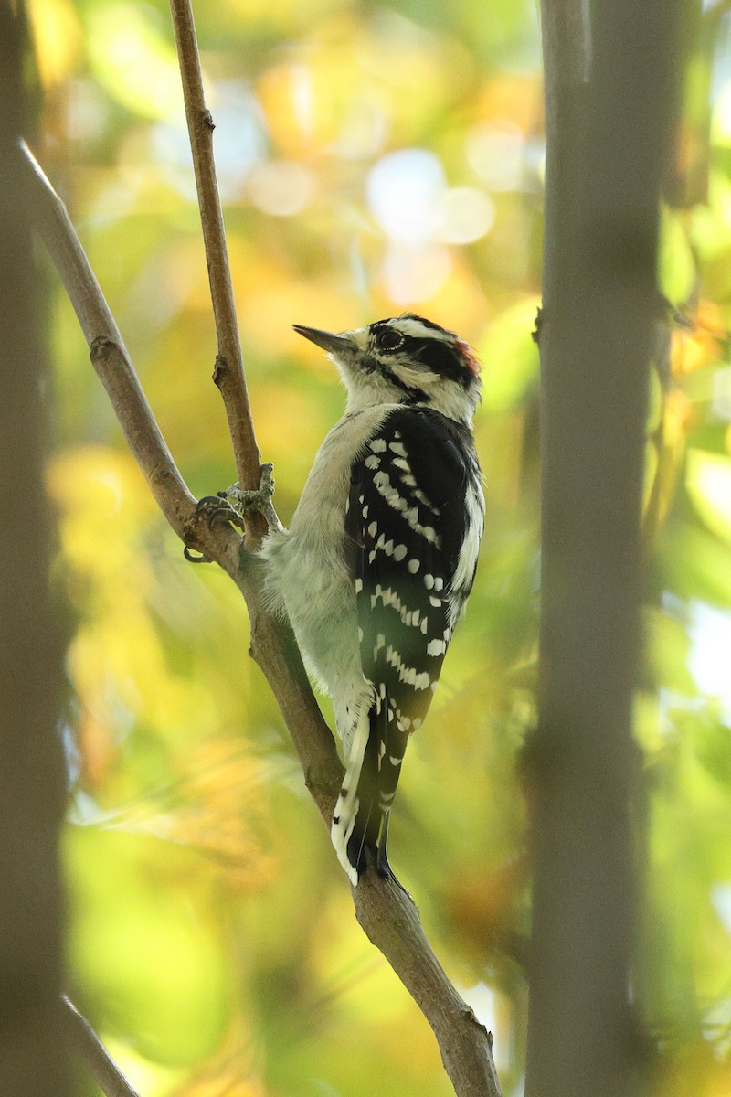 Downy Woodpecker - ML642027550