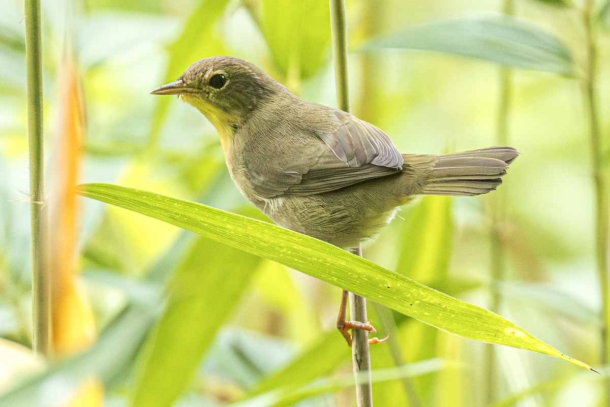 Common Yellowthroat - ML642027553