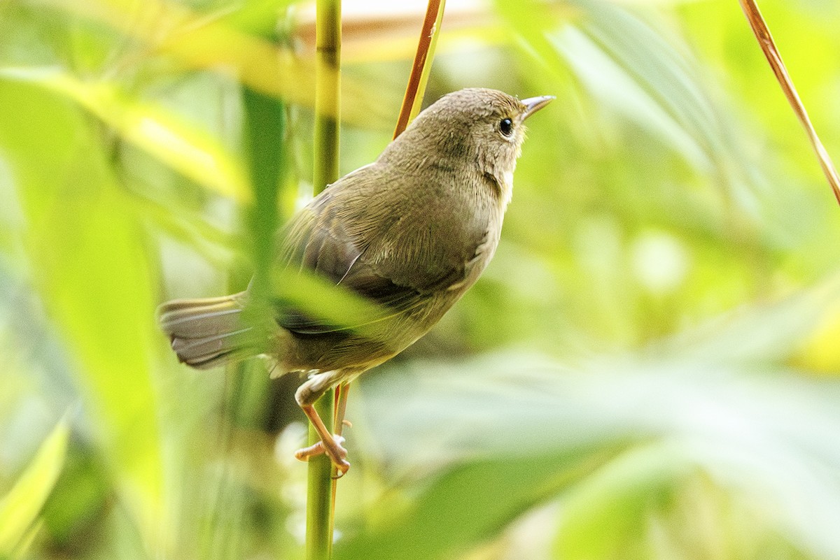 Common Yellowthroat - ML642027554