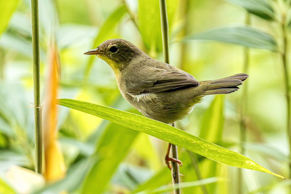 Common Yellowthroat - ML642027555