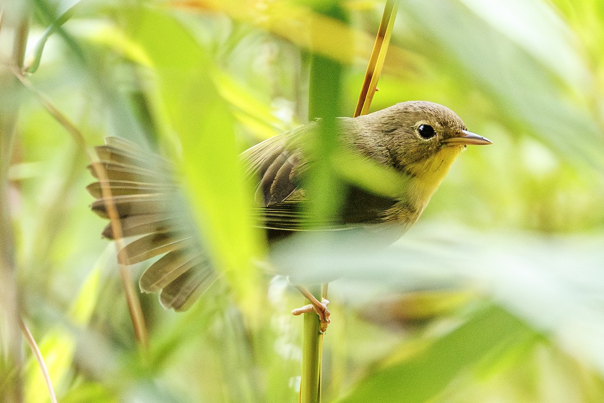 Common Yellowthroat - ML642027556