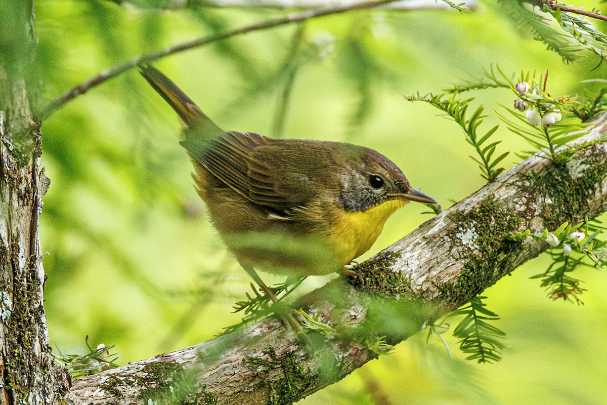Common Yellowthroat - ML642027557