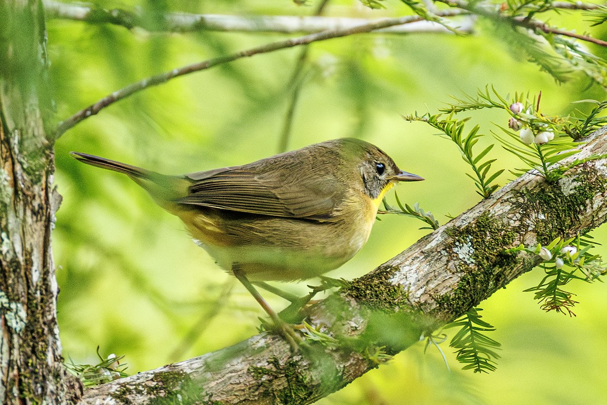 Common Yellowthroat - ML642027558