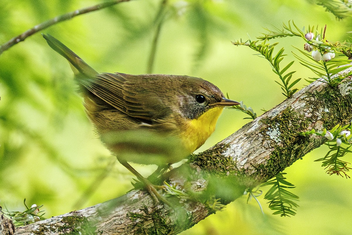 Common Yellowthroat - ML642027559