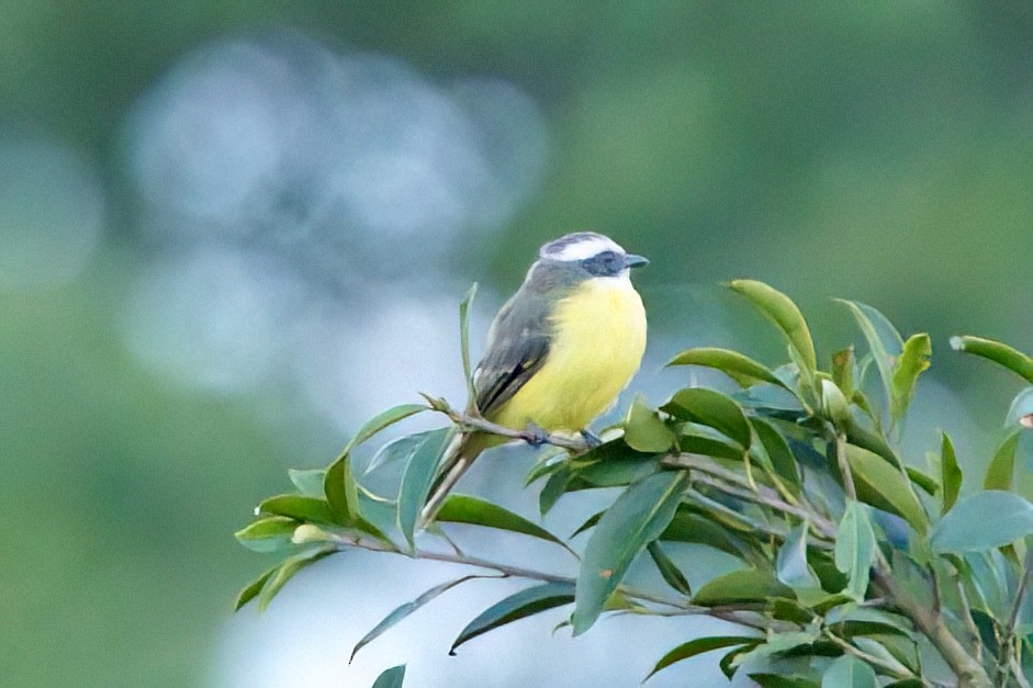 Social Flycatcher - ML642027560