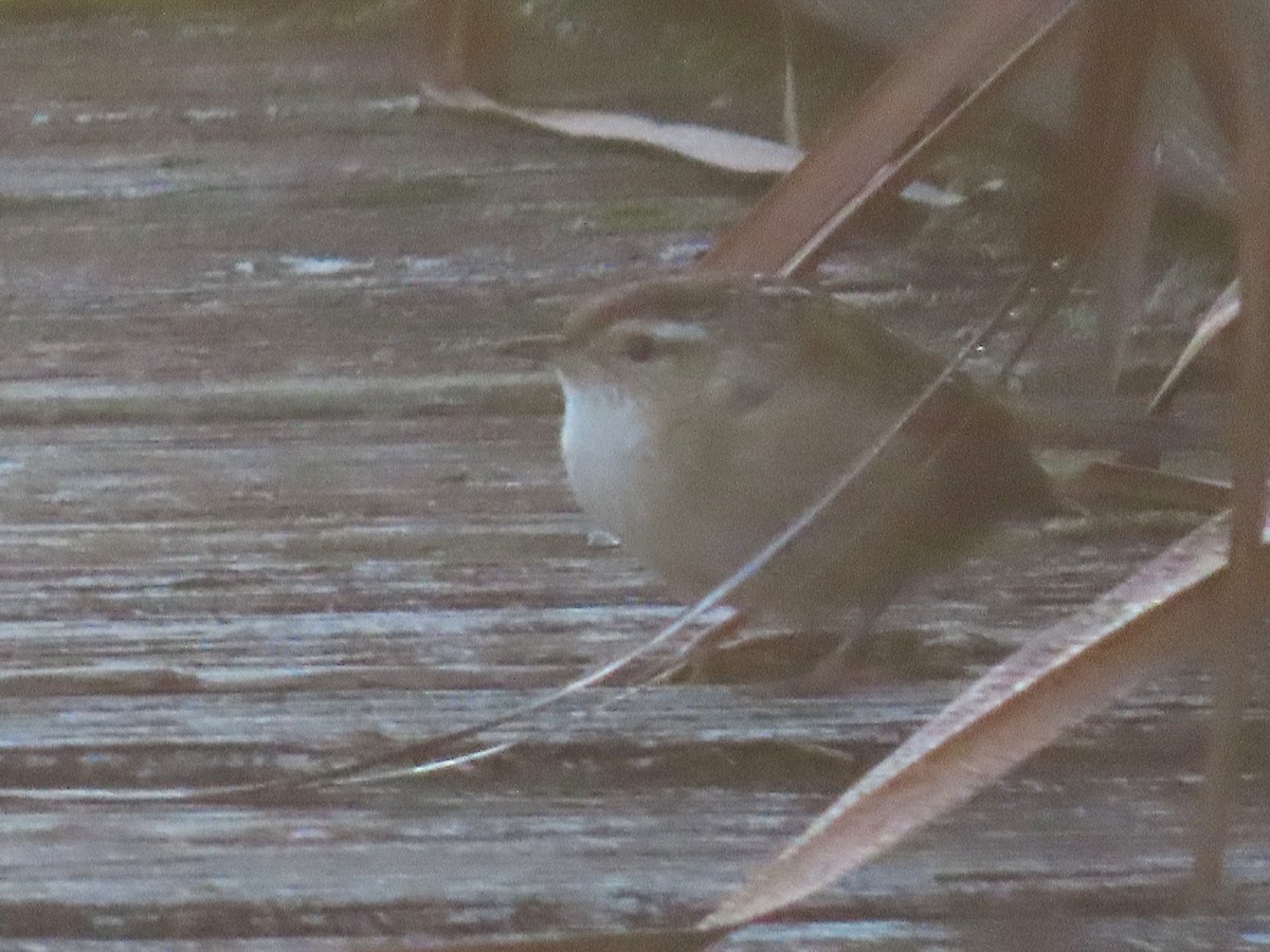 Marsh Wren - ML642027565