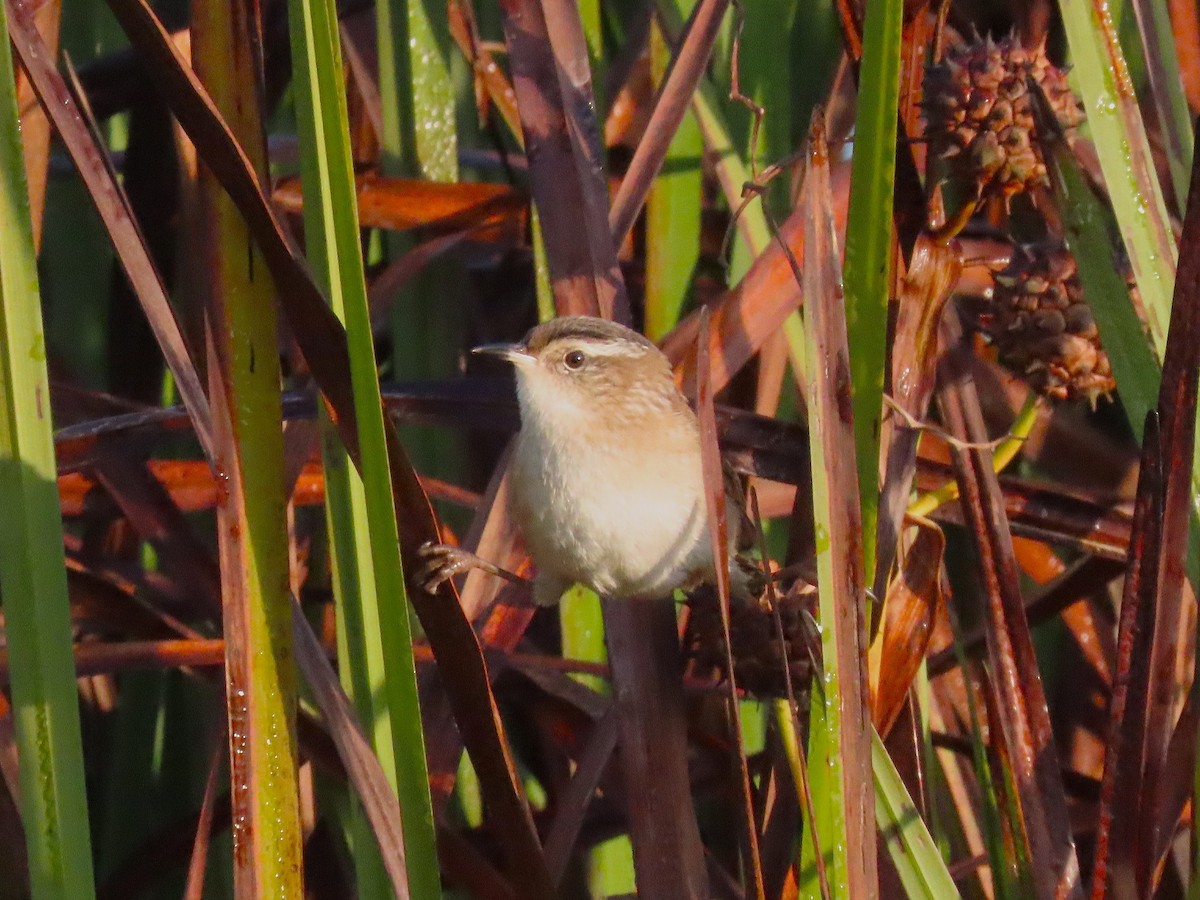 Marsh Wren - ML642027566
