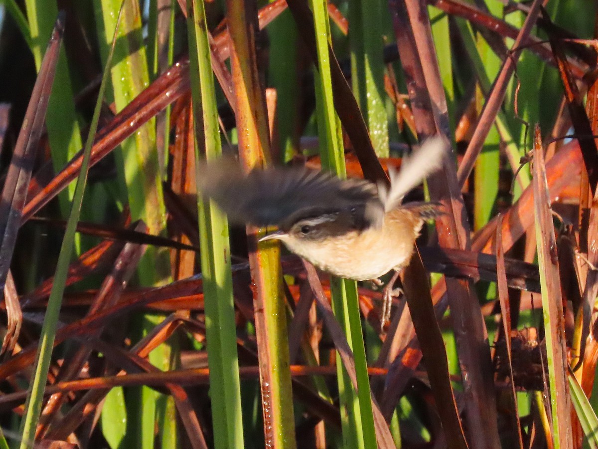 Marsh Wren - ML642027567