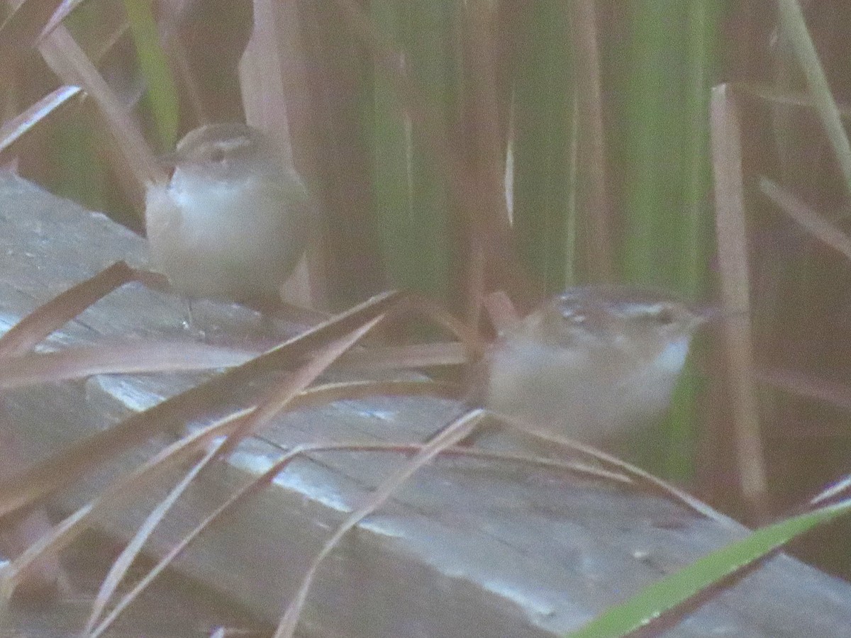Marsh Wren - ML642027568
