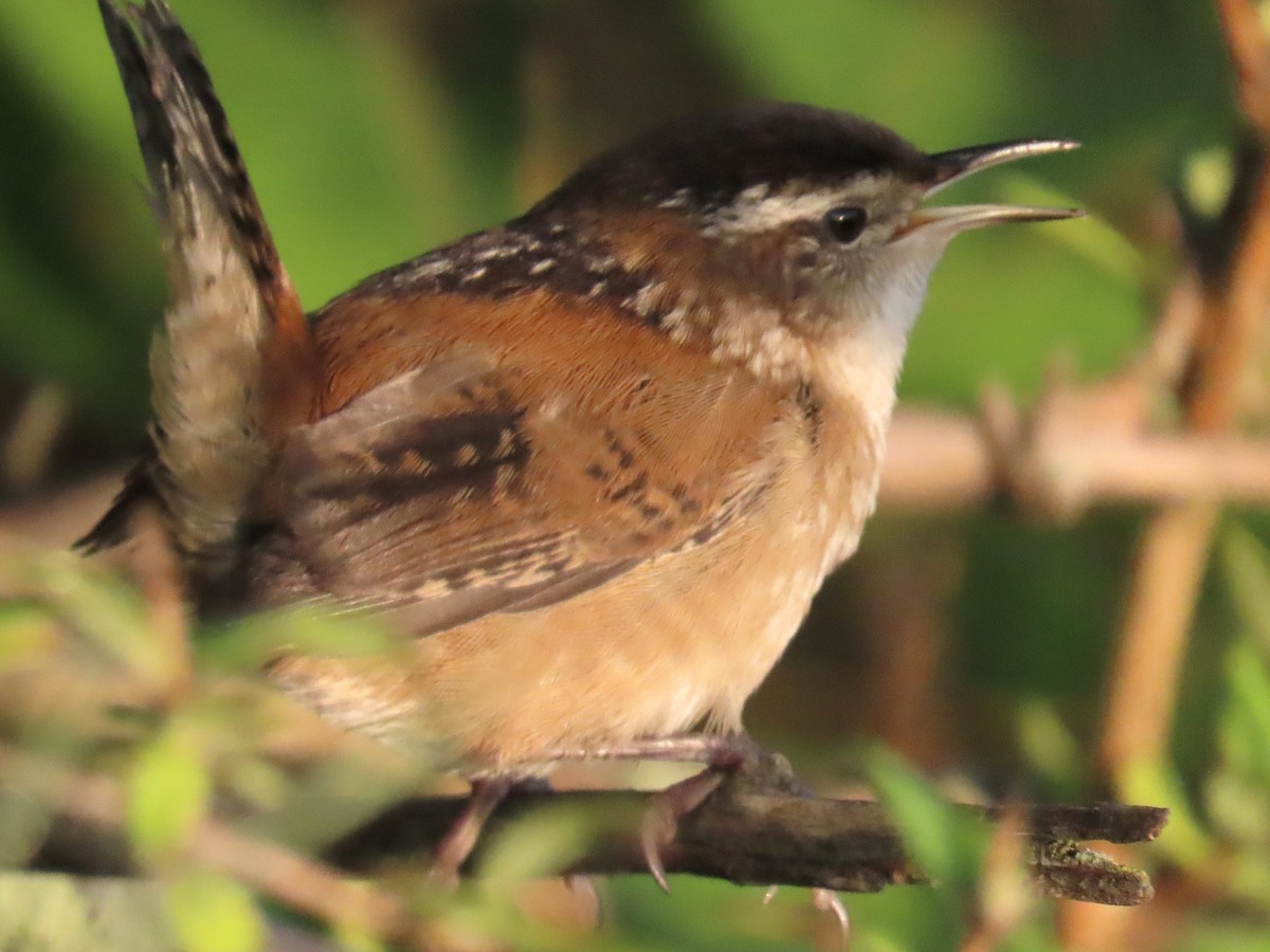 Marsh Wren - ML642027569
