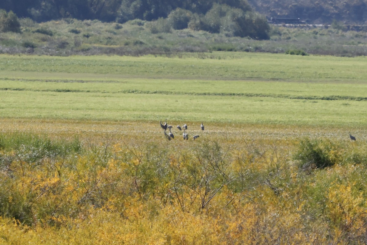 Sandhill Crane - ML642027570
