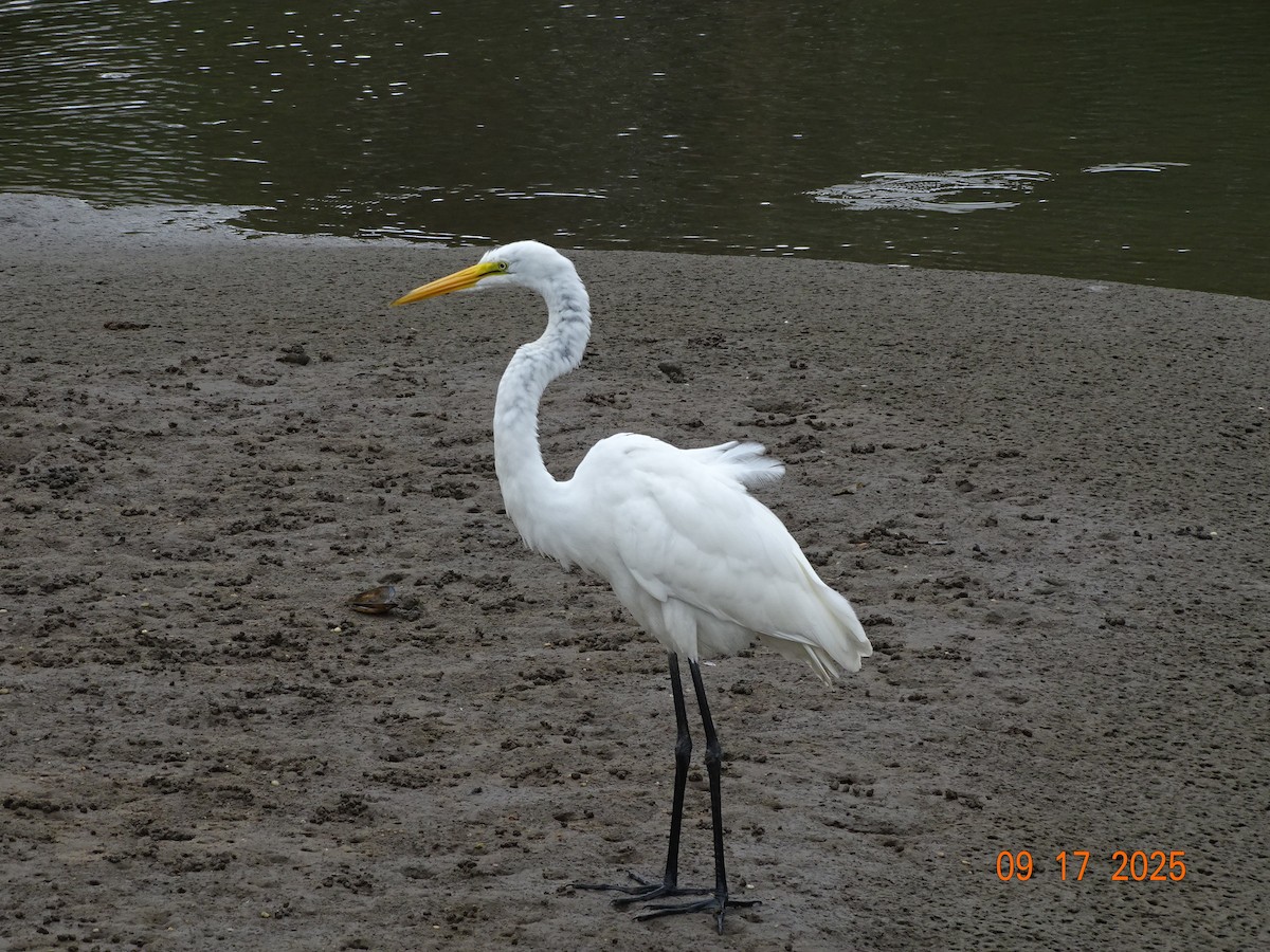 Great Egret - ML642027572