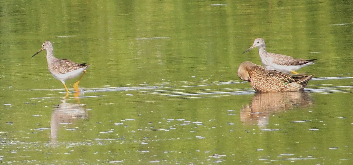 Greater Yellowlegs - ML642027576