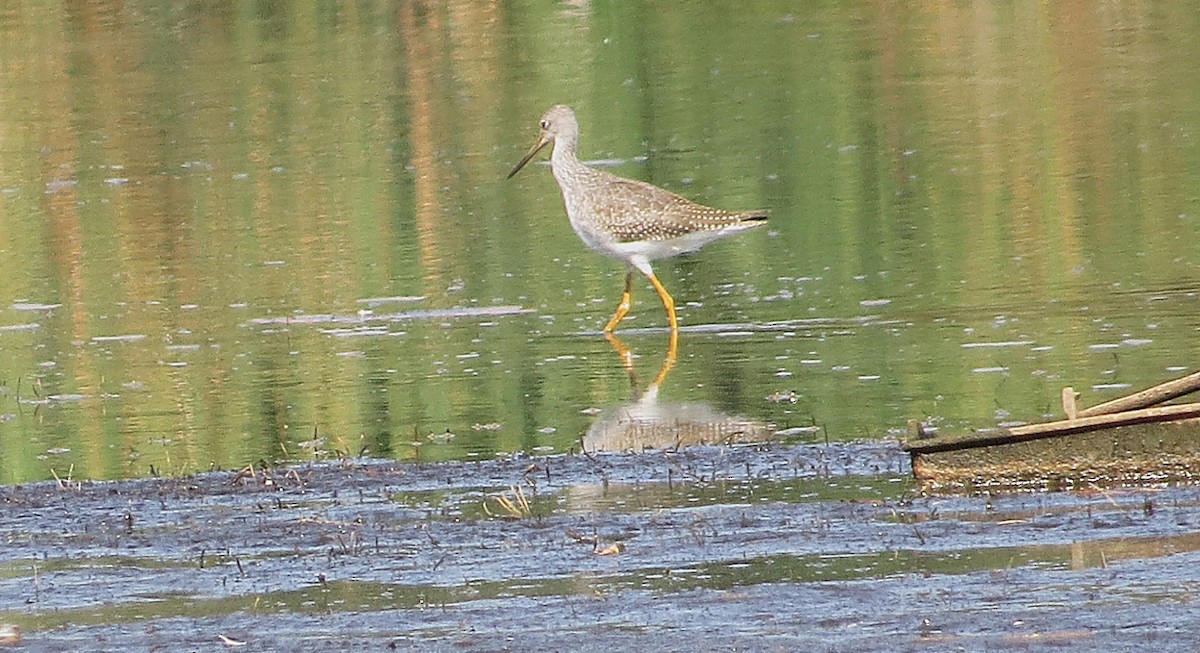 Greater Yellowlegs - ML642027577