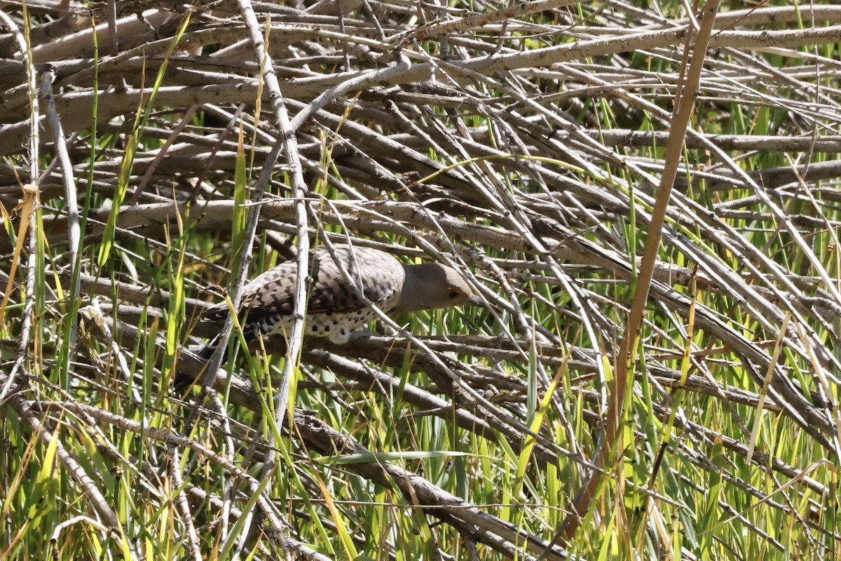 Northern Flicker - ML642027578