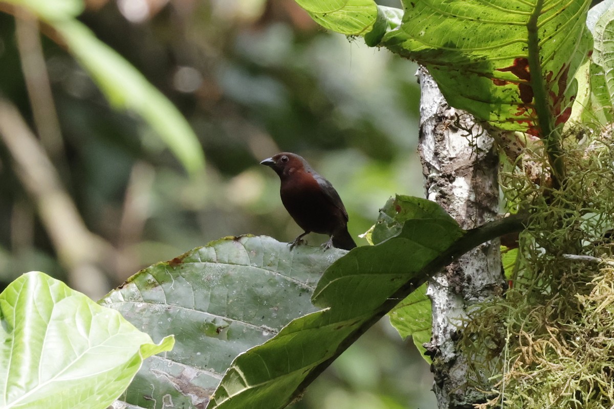 Chestnut-breasted Nigrita - ML642027579