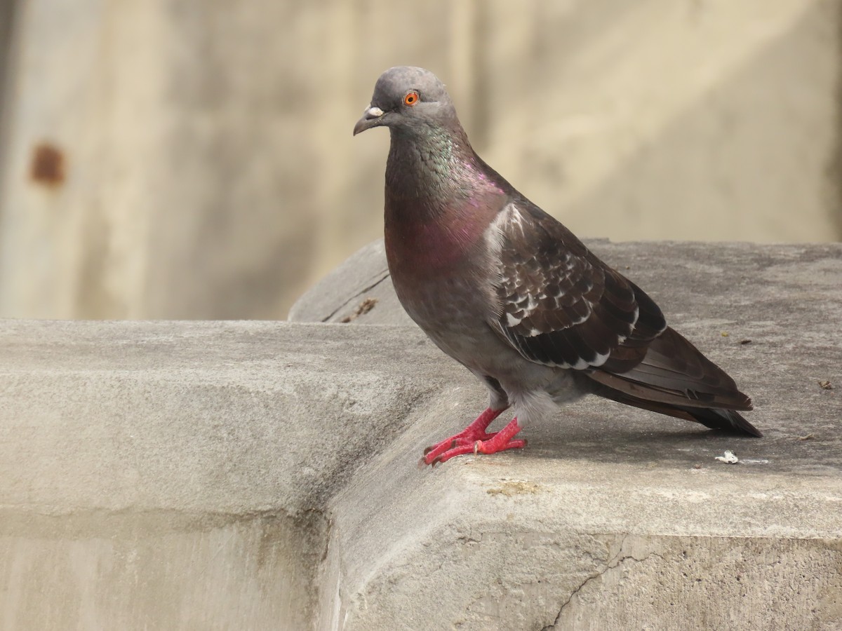 Rock Pigeon (Feral Pigeon) - ML642027580