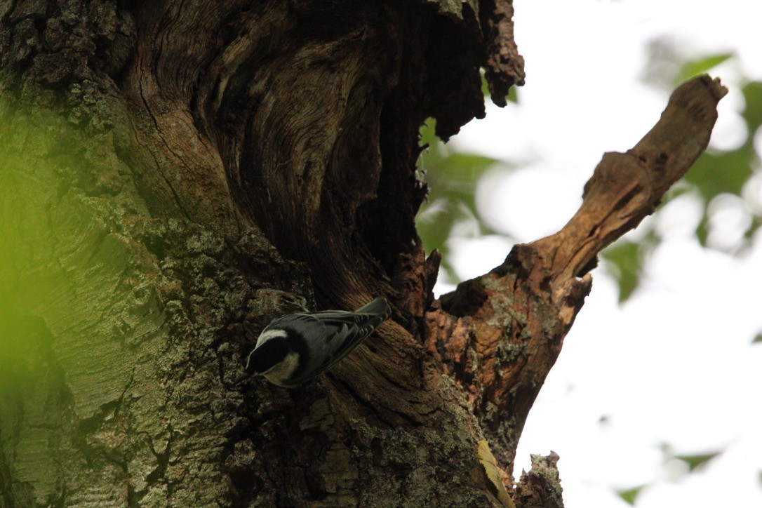White-breasted Nuthatch - ML642027582